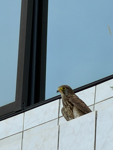 Eurasian Kestrel