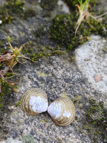 Corbicula fluminea
