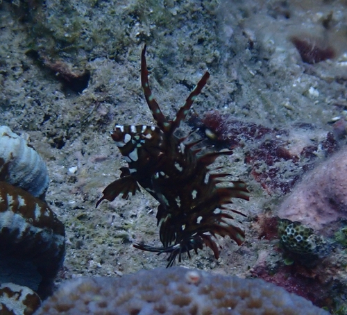 Novaculichthys taeniourus