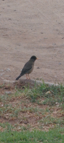 Turdus falcklandii magellanicus