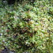 Tundra Liverwort - Photo (c) Mikhail Dulin, all rights reserved, uploaded by Mikhail Dulin