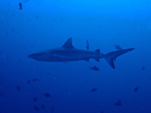 Carcharhinus amblyrhynchos