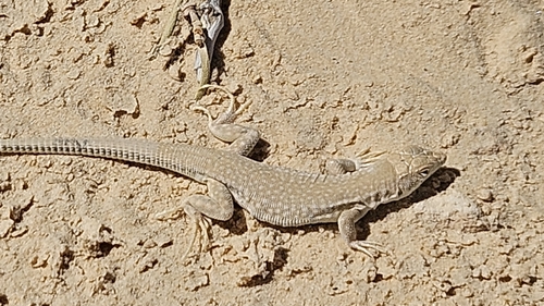 Desert Lacerta