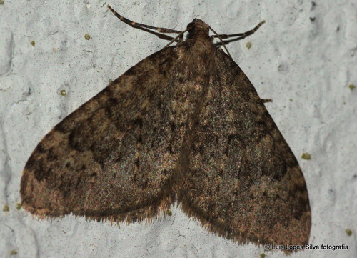 Nebula ibericata