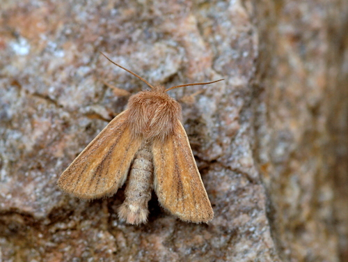 Small Wainscot