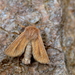 Small Wainscot - Photo (c) Philip Sansum, all rights reserved, uploaded by Philip Sansum