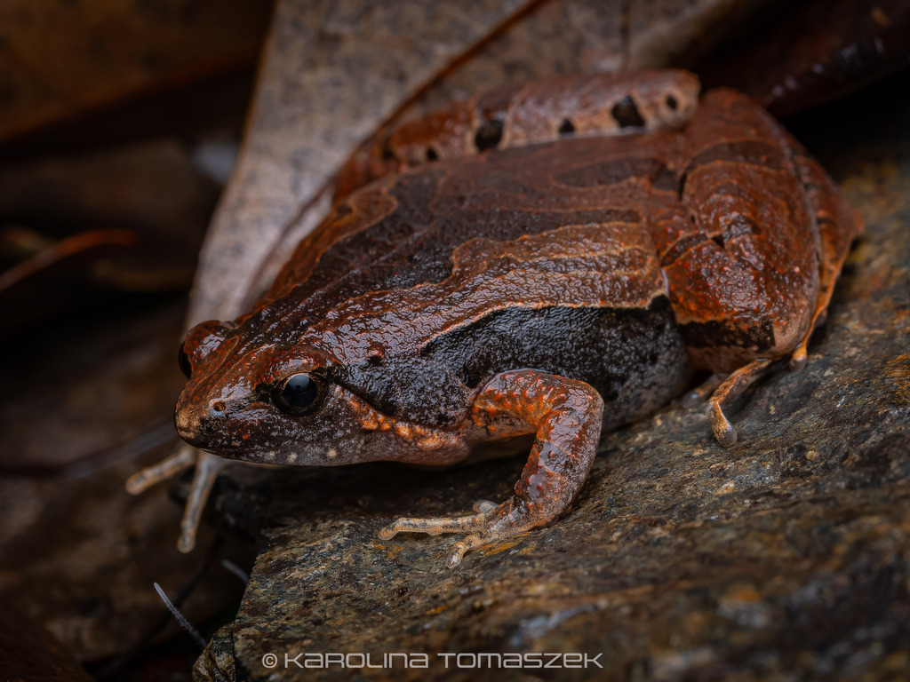 Japanese Rice Frog Okinawa Rice Frog in April 2026 by Artur Tomaszek · iNaturalist