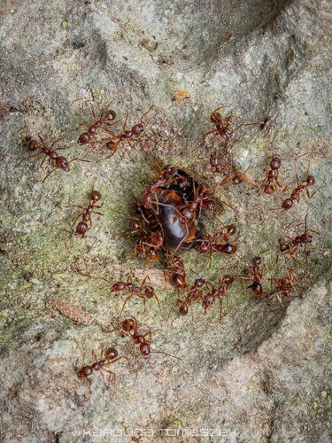 Aphaenogaster tokarainsulanaAphaenogaster tokarainsulana