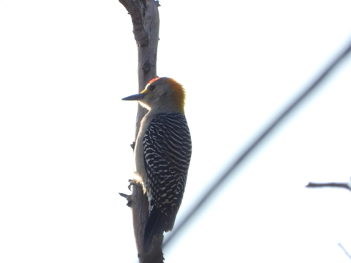 Golden-fronted Woodpecker