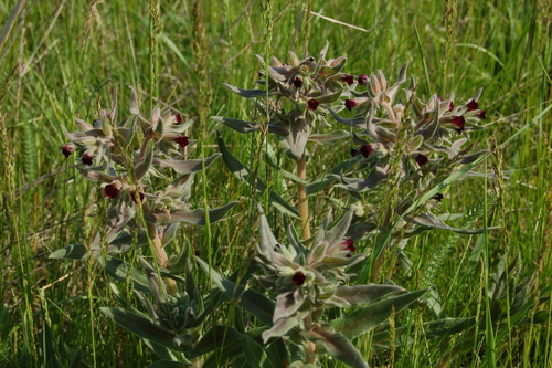 Brown Monkwort