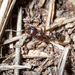 Iberian Harvester Ant - Photo (c) Roberto Piras, all rights reserved, uploaded by Roberto Piras