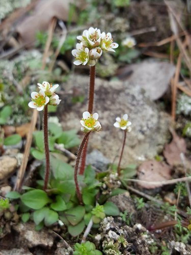 Micranthes texana (Buckley) Small