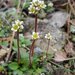 Texas Saxifrage - Photo (c) Eric Hunt, all rights reserved
