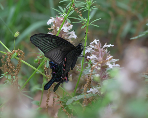 Chinese Peacock Swallowtail