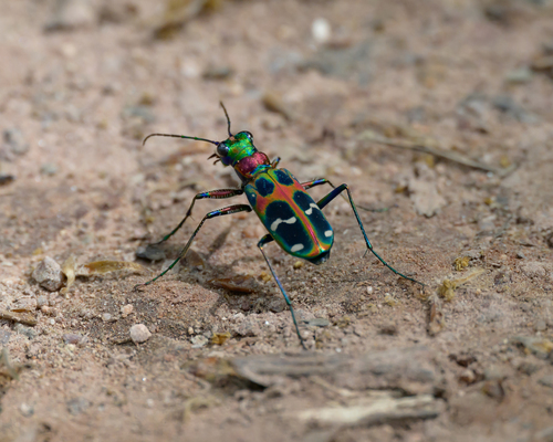 East Asian Tiger Beetle