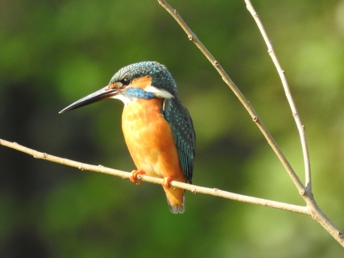 Common Kingfisher