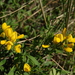 Cytisus procumbens - Photo (c) wojtest, todos os direitos reservados, uploaded by wojtest