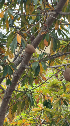Mamey sapote