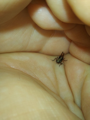 iNaturalist observation photo of Decticita