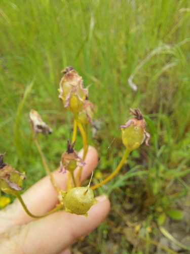iNaturalist observation photo of Padre's Shooting Star