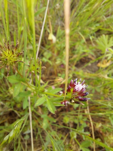 iNaturalist observation photo of Involucrarium
