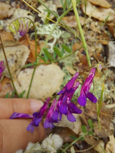 iNaturalist observation photo of hairy vetch