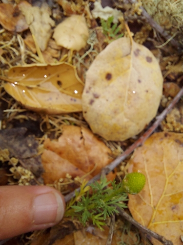 iNaturalist observation photo of pineapple-weed