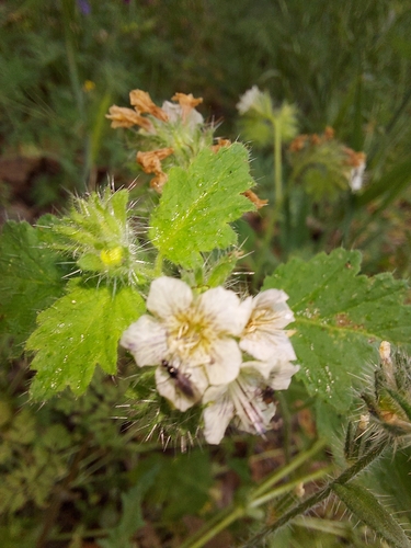 iNaturalist observation photo of stinging phacelia