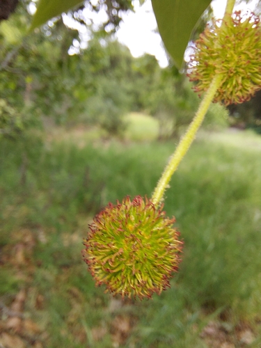iNaturalist observation photo of western sycamore