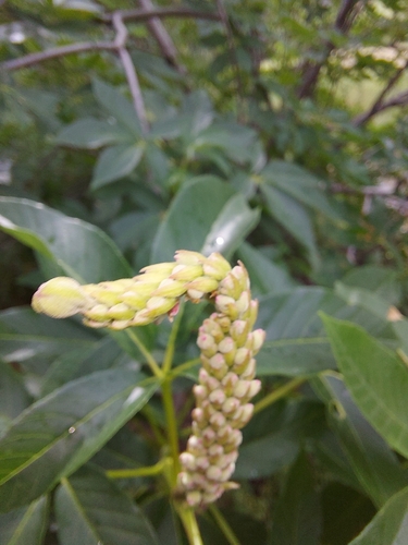 iNaturalist observation photo of California buckeye