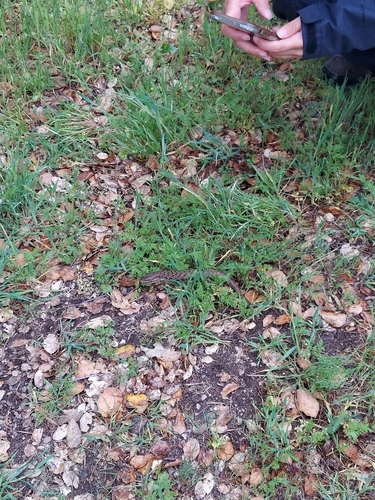 iNaturalist observation photo of Southern Alligator Lizard
