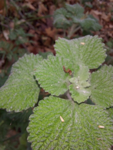 iNaturalist observation photo of White Horehound