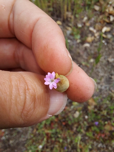 iNaturalist observation photo of Hairypink
