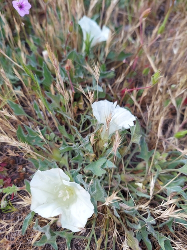iNaturalist observation photo of false bindweeds