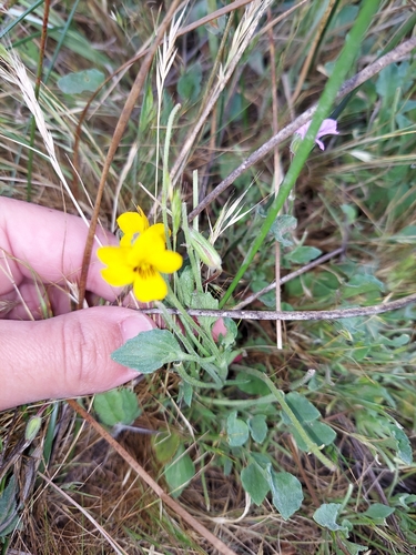 iNaturalist observation photo of California Golden Violet