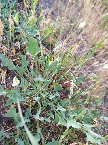 iNaturalist observation photo of creamcups