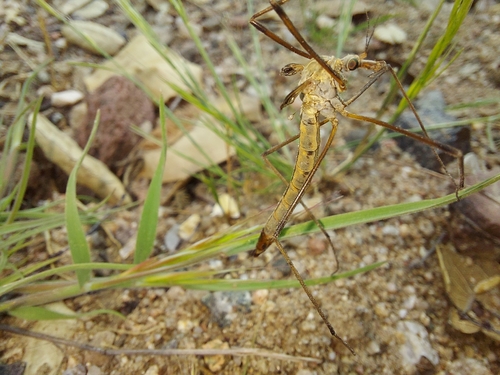 iNaturalist observation photo of Triplicitipula