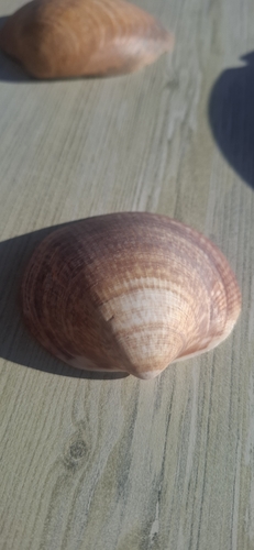 Glycymeris nummaria