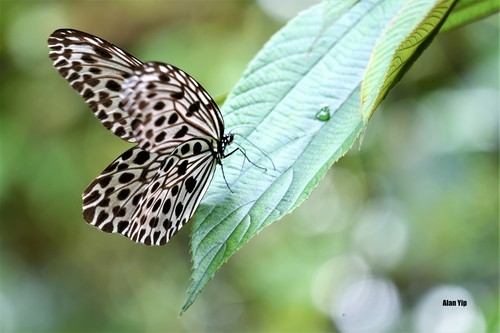 Giant Tree Nymph
