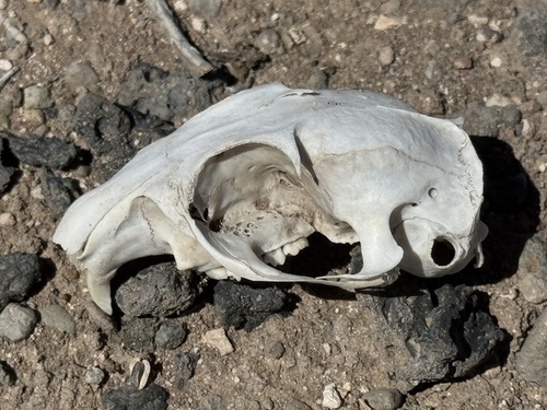 Gunnison's Prairie Dog observed by traceyharmon