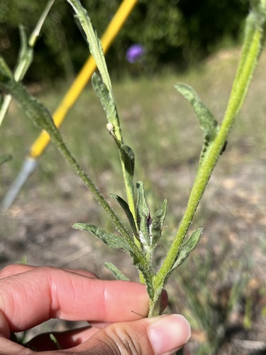 iNaturalist observation photo of Maltese star-thistle