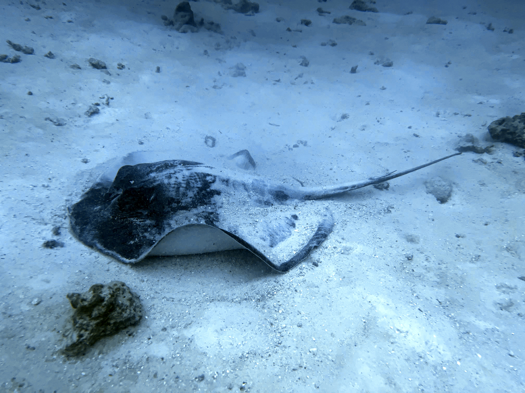 Blotched Fantail Ray in January 2025 by Tomáš Trčka · iNaturalist