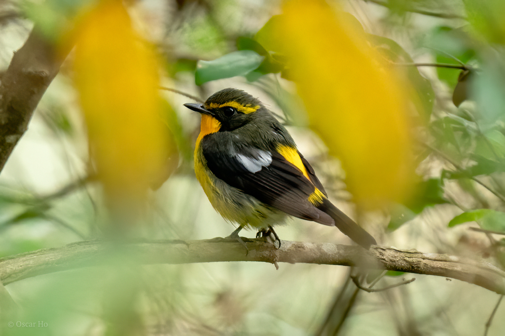 Ryukyu Flycatcher (Ficedula owstoni) photo