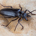 Anthracocentrus arabicus - Photo (c) Oz Rittner, all rights reserved, uploaded by Oz Rittner