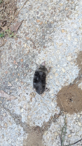 Eastern Mole observed by dj19