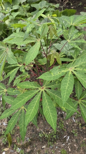 Cassava