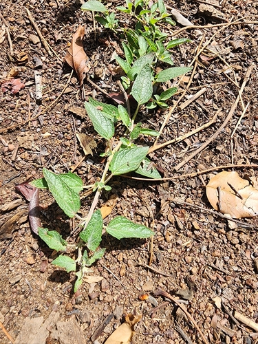 False Foxglove