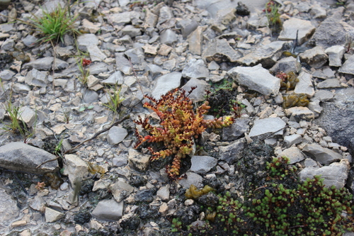 dwarf stonecrop (Sedum nanifolium)