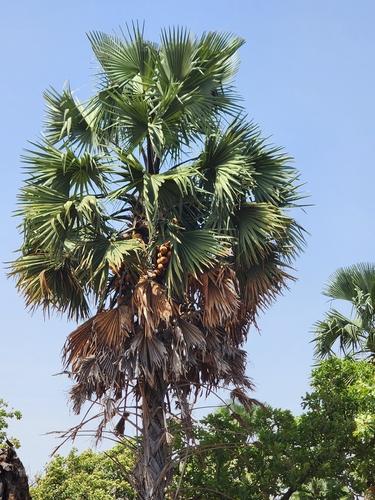 borassus palm