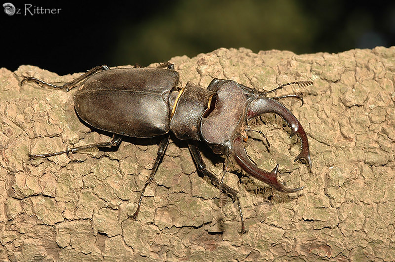 Ｌucanus cervus  judaicus 雄74㍉野外品 Lucanus cervus judaicus 雄74㍉野外品